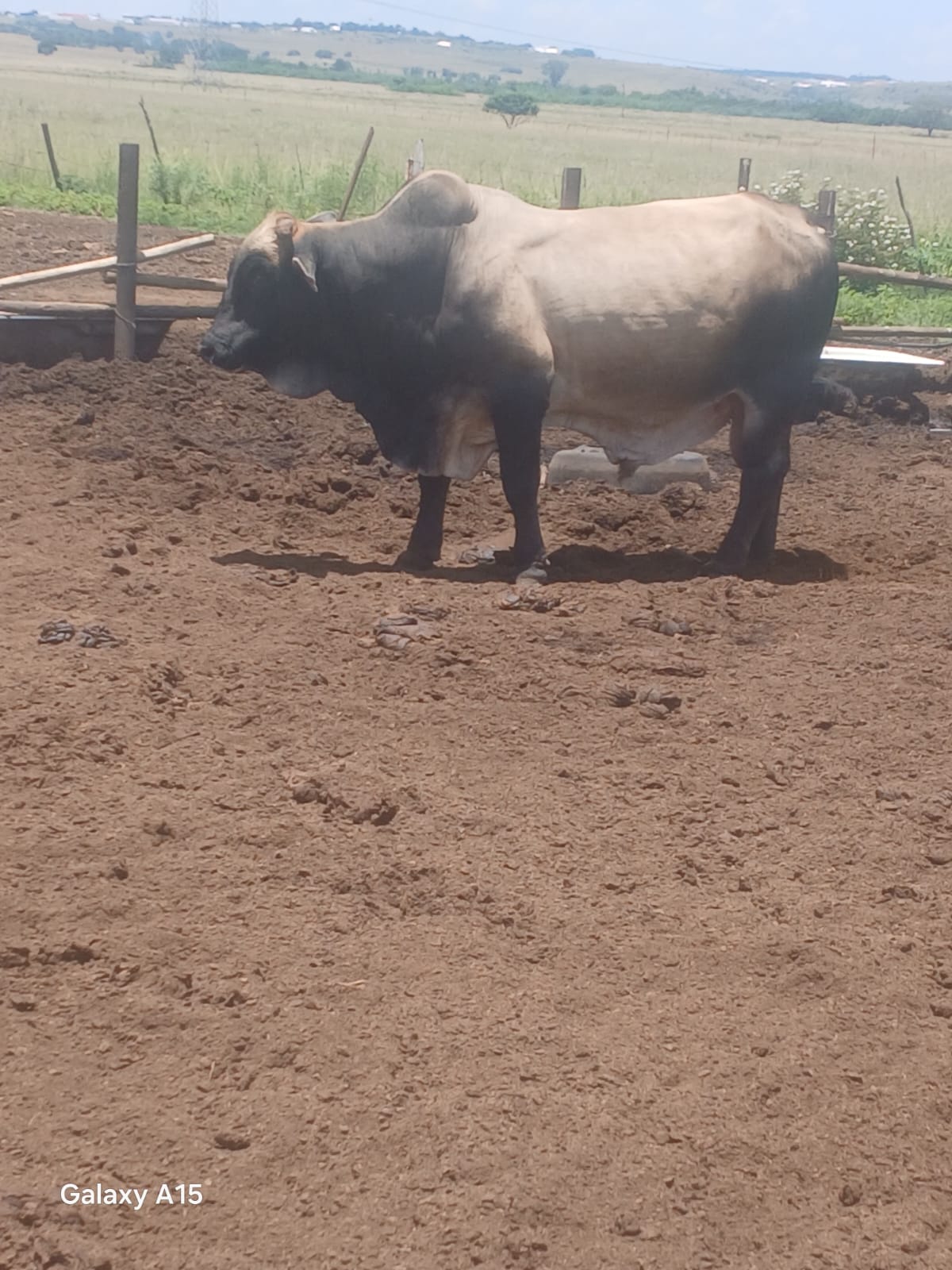 Cullinan Bull