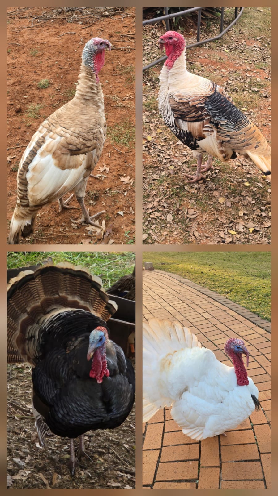 4 x Turkey males
