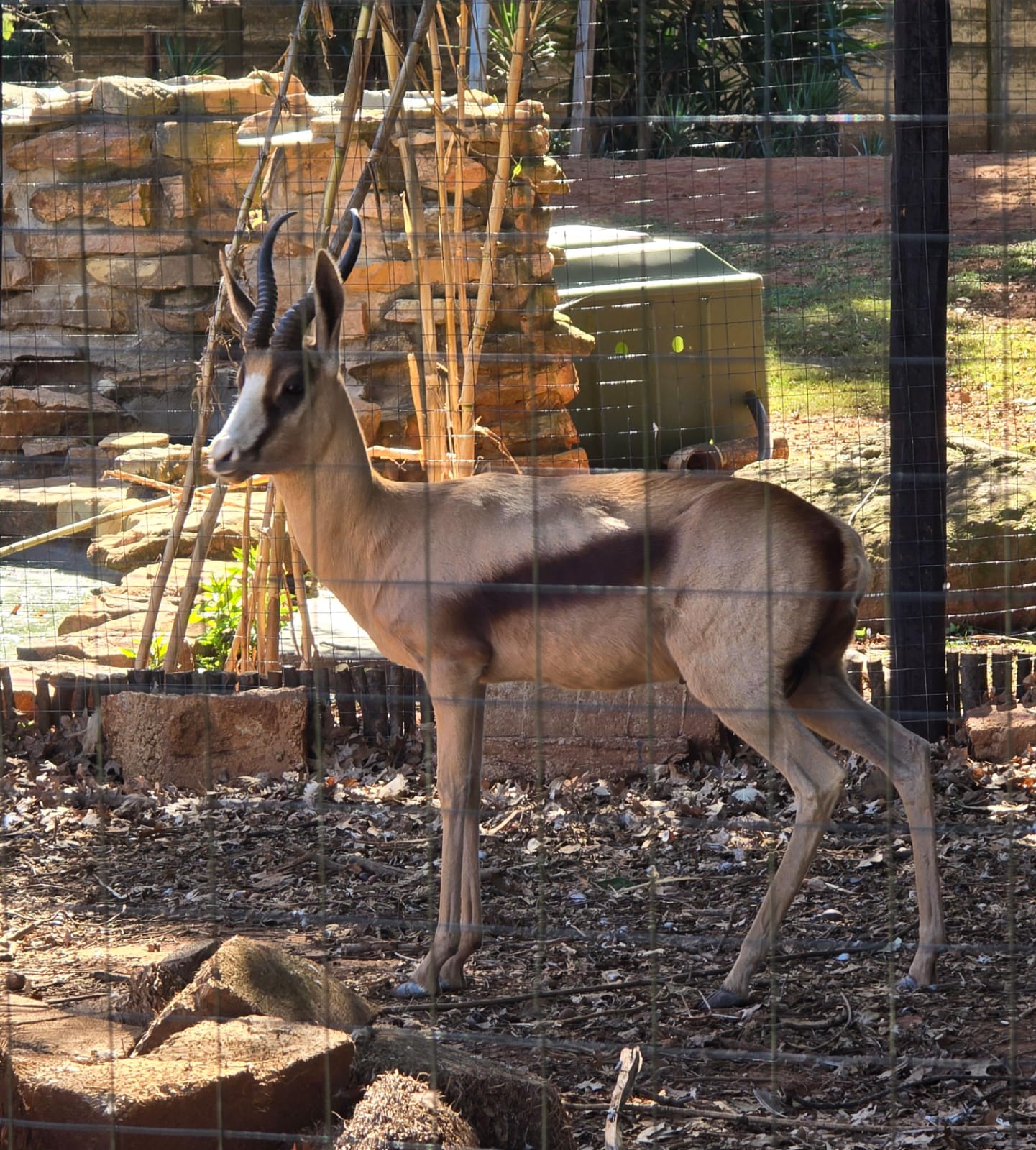 Koper Springbok ram