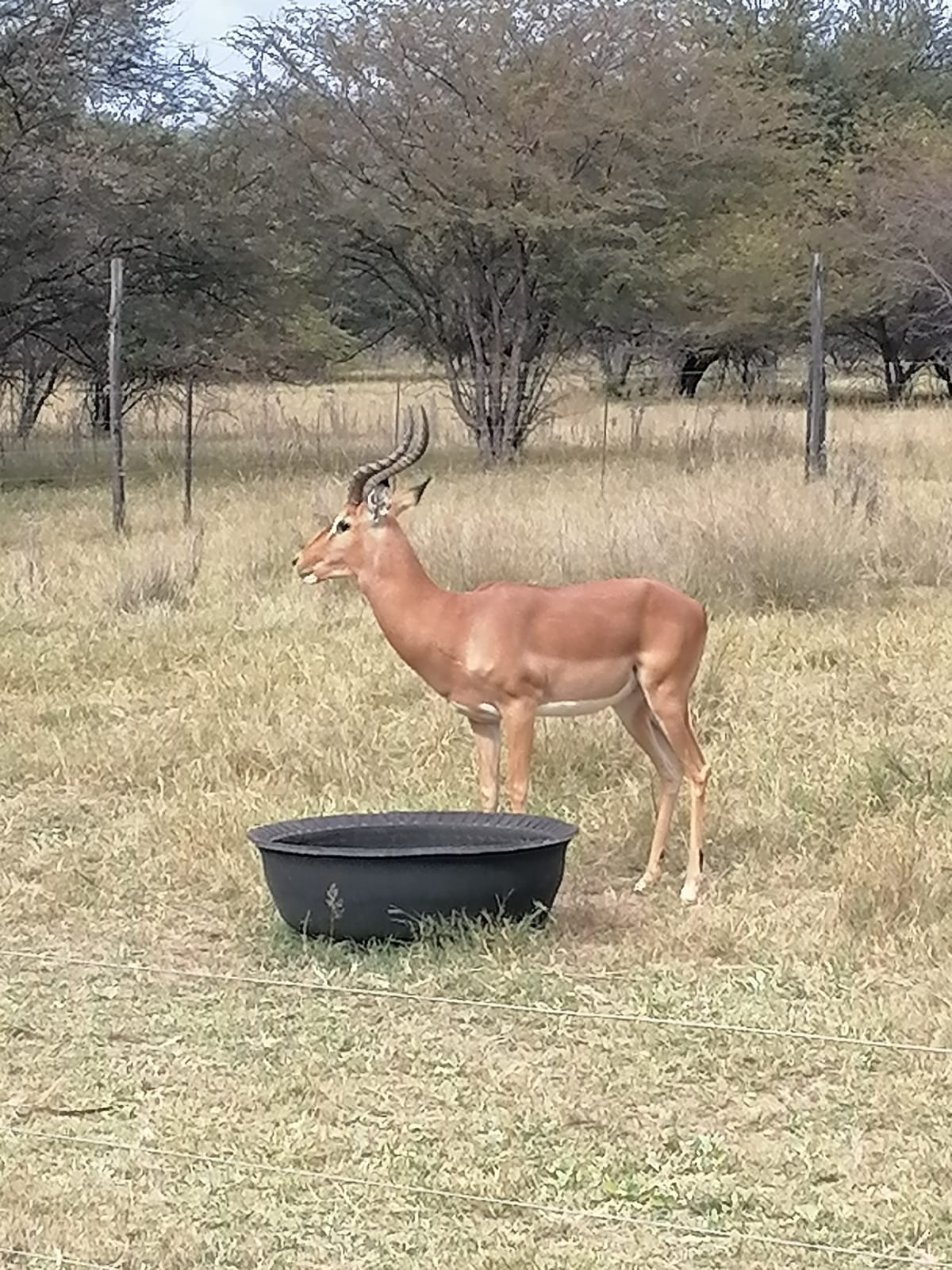 Impala ram for sale