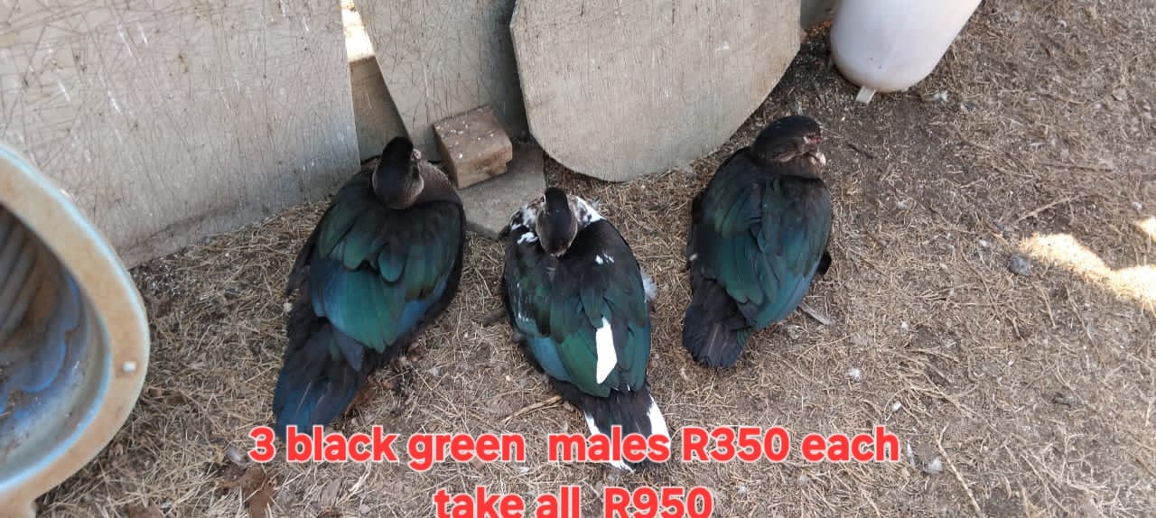3 black green males R350 each take all R950