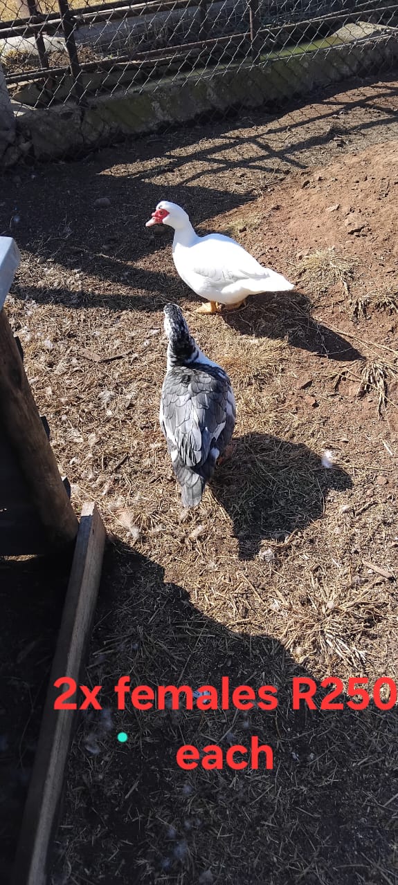 2x makoue females for sale R250 each