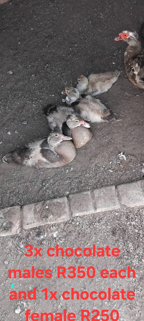 3x Chocolate Males & 1x Chocolate Female