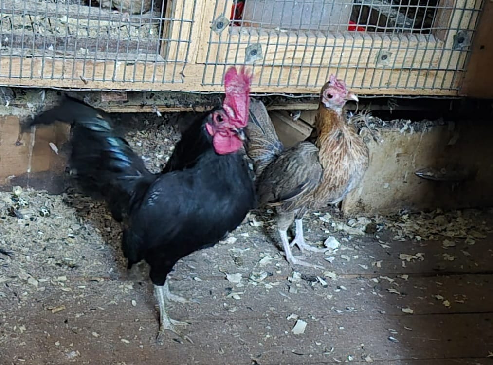 Pair of Chickens