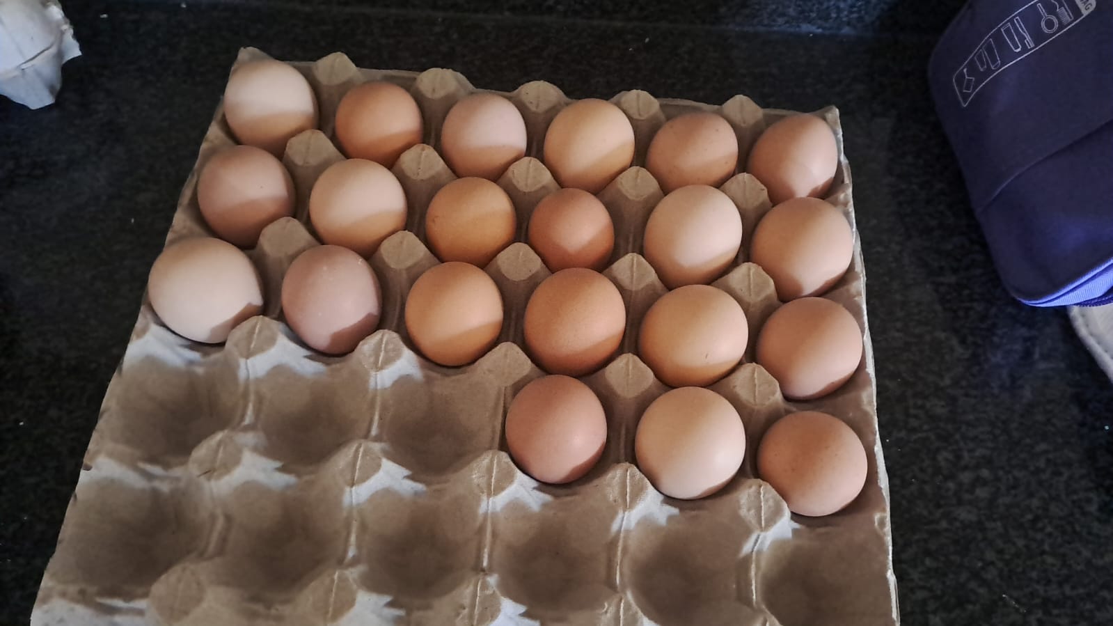 20 fertilised eggs