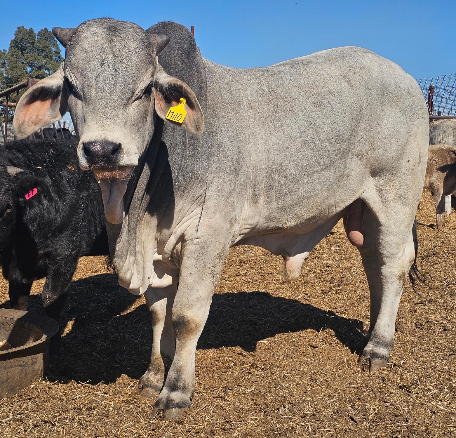 Young Brahman Bull