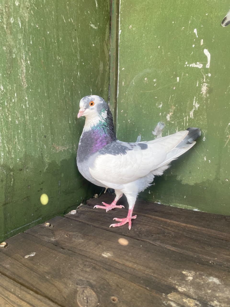 Roller Hen