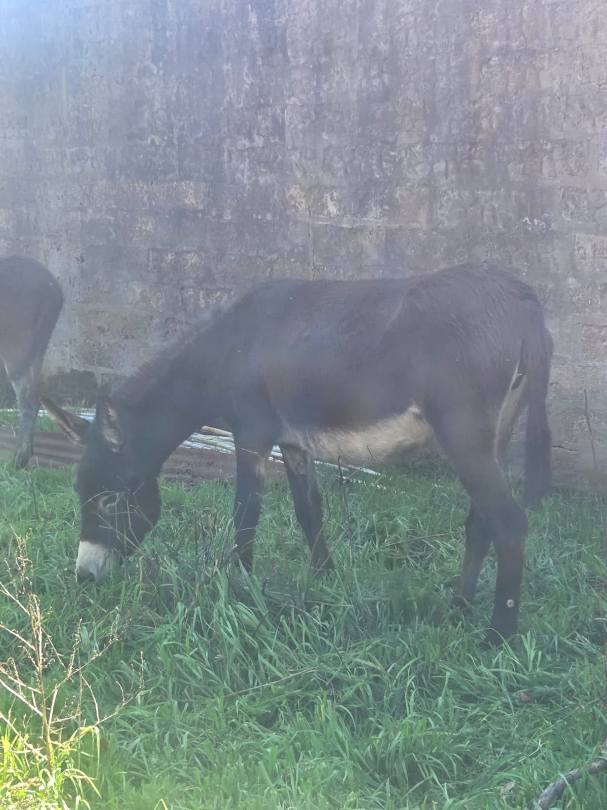 Dark-Colored Donkey Mare for Sale