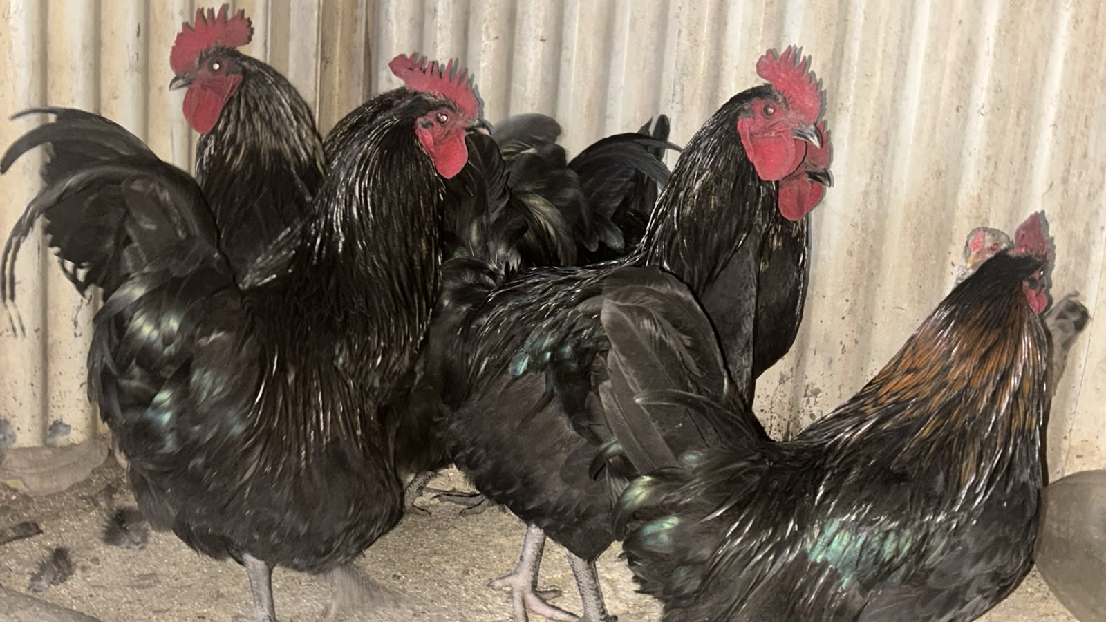 Black australorp x 6 roosters