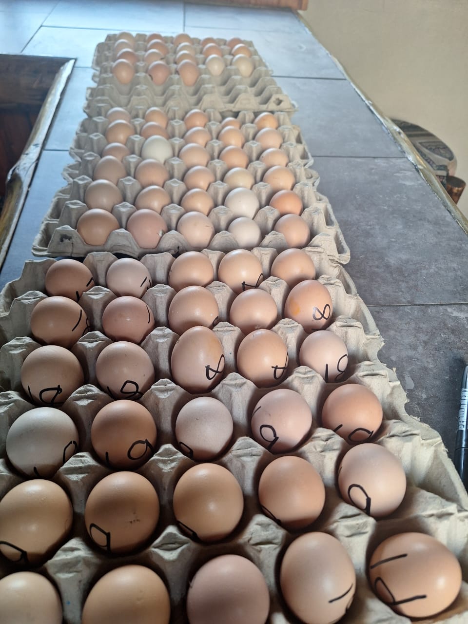 10 trays of Black Australorp Fertile eggs