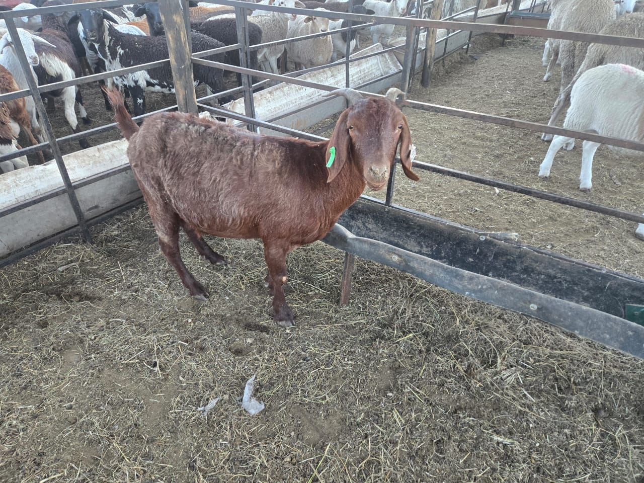 Kalahari Red Ewe