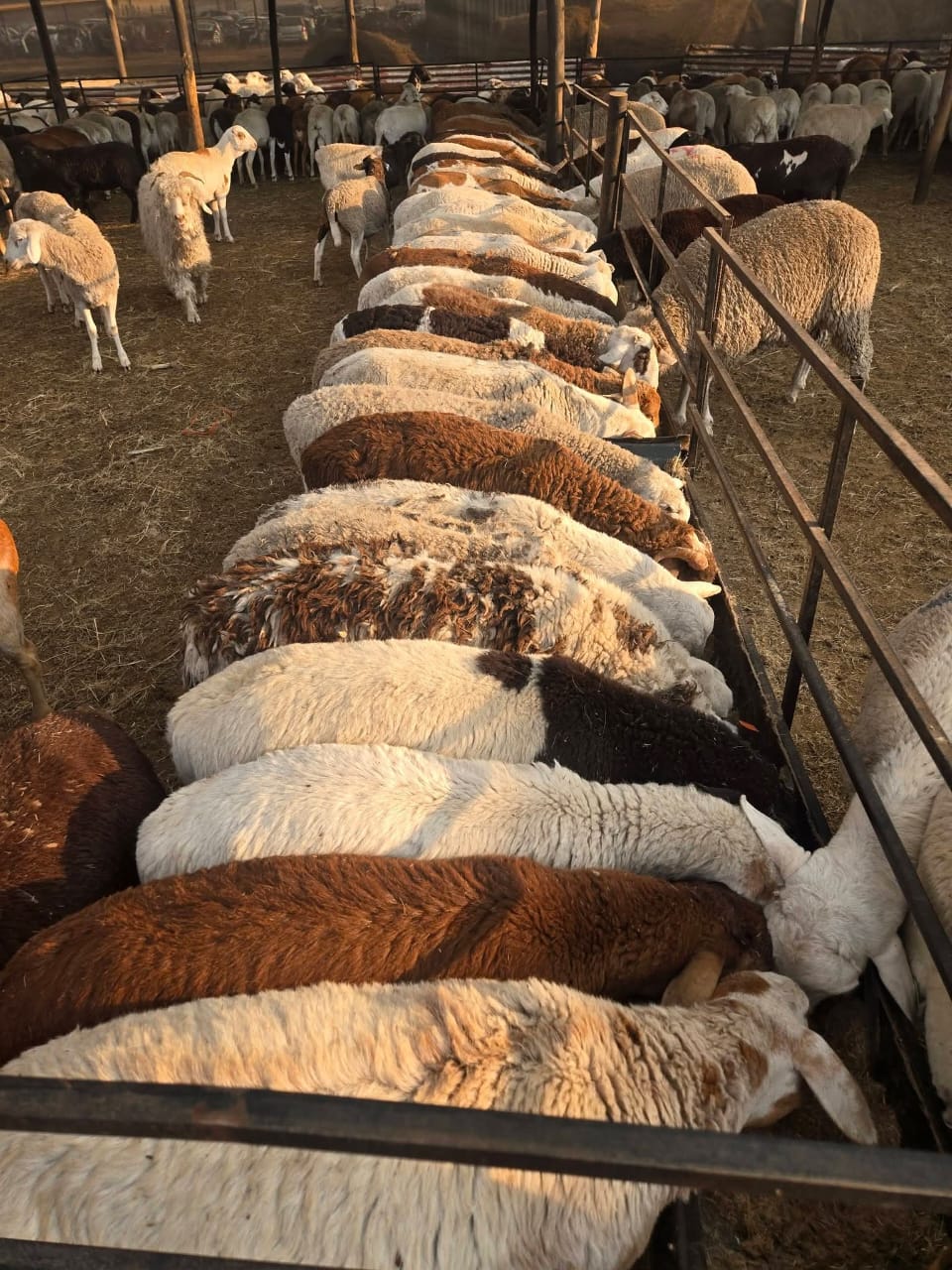 20 x Meatmasters lambs ewes and ram lambs