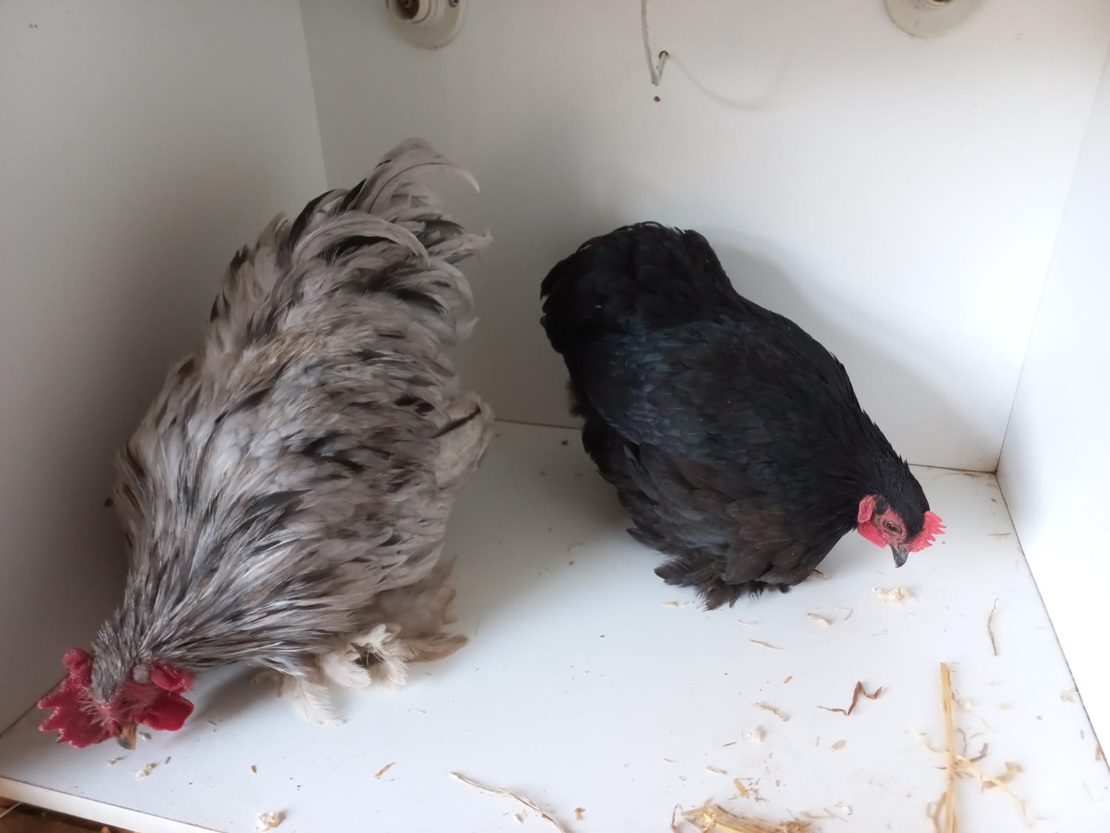Young Pekin Bantam Pair