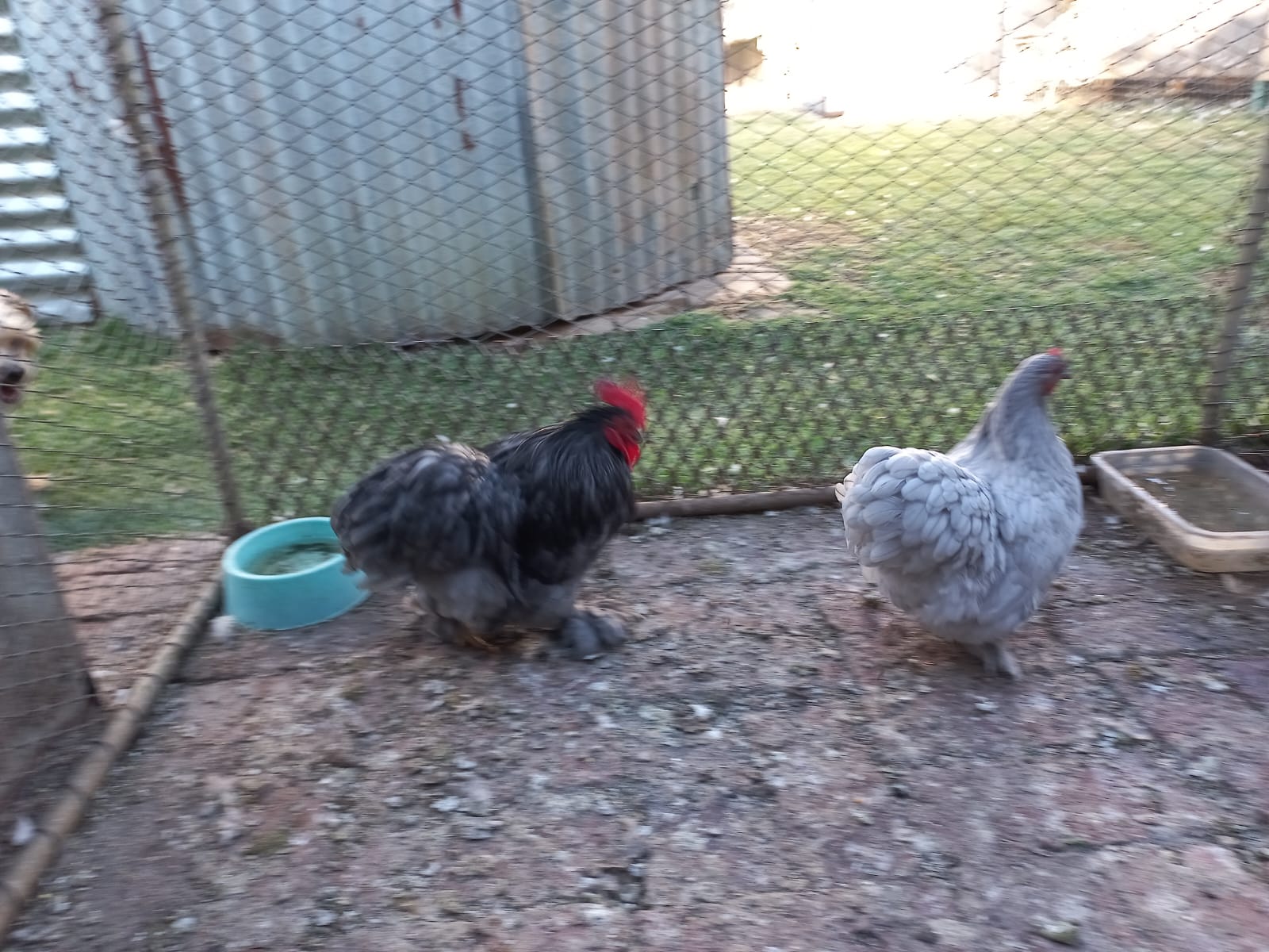 Young Pekin Bantam Pair
