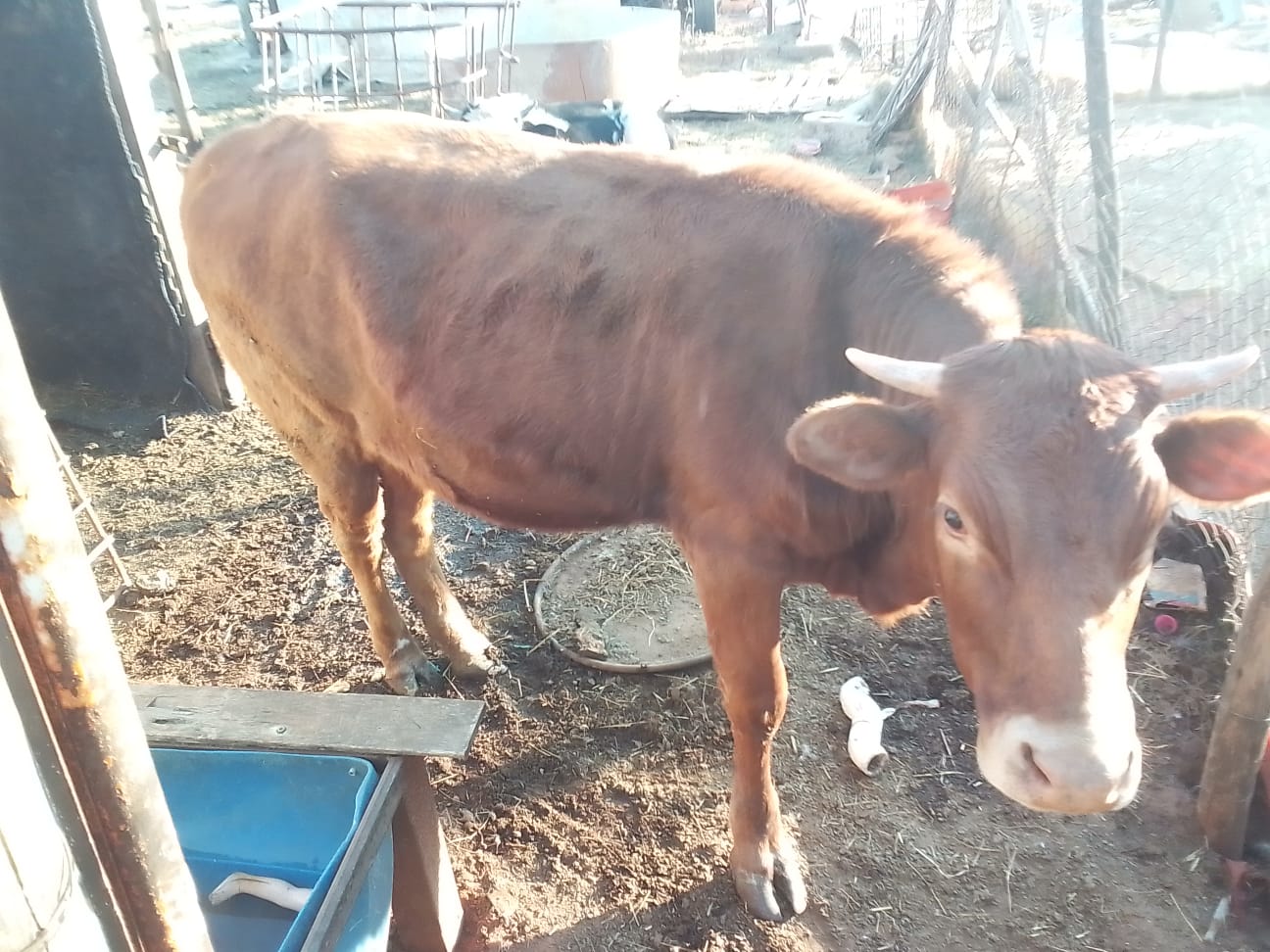 Holstein bull and Bonsmara heifer