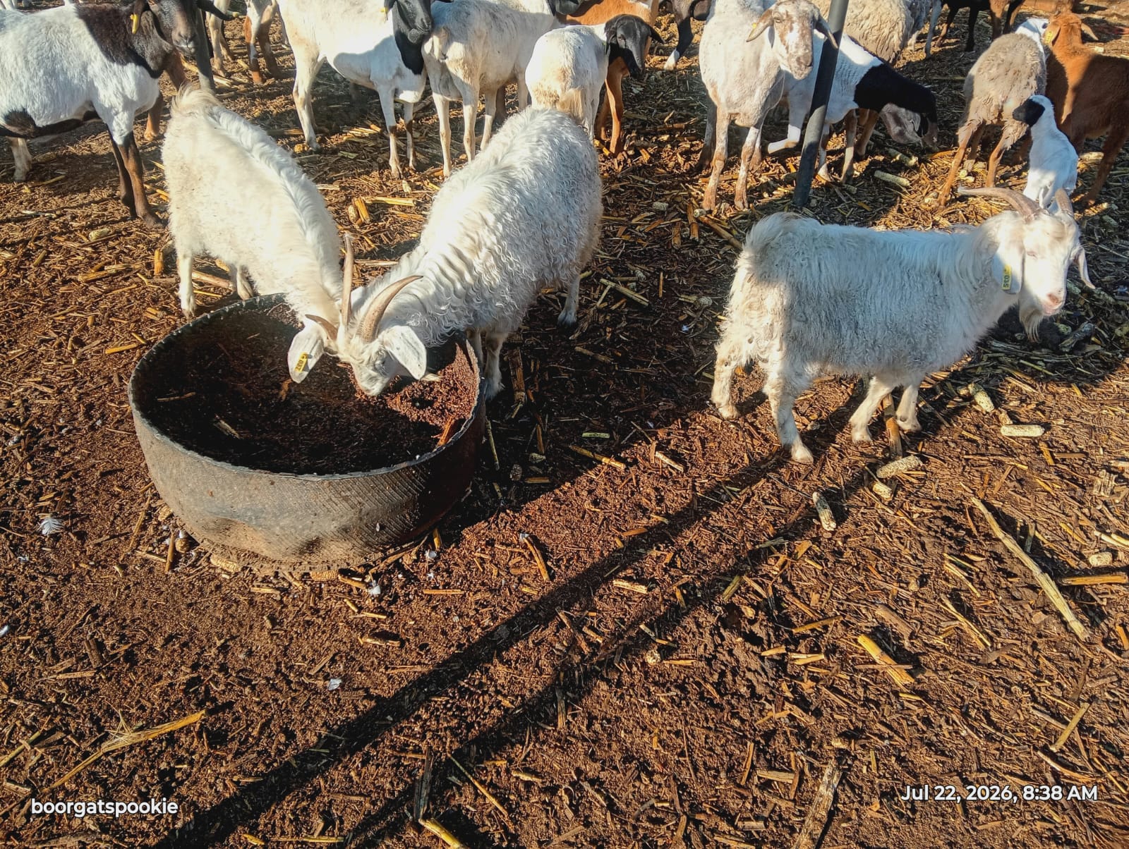 Angora Goats for Sale
