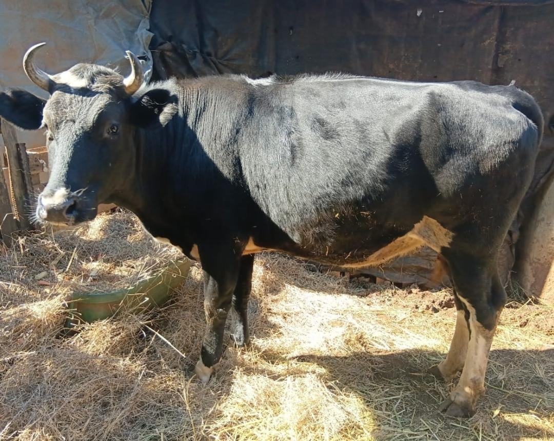 Holstein vers