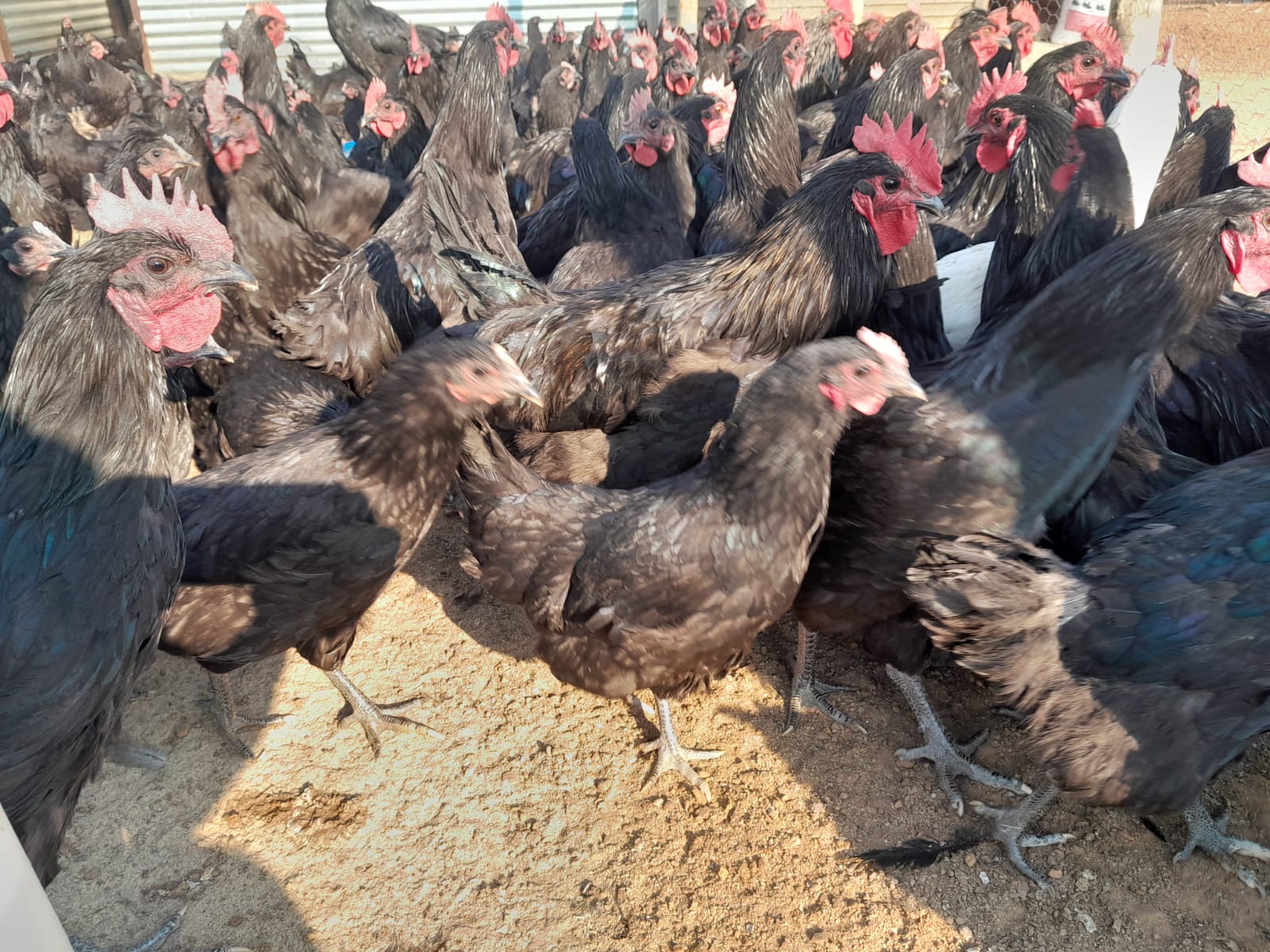 18 weeks Black Australorp Roosters