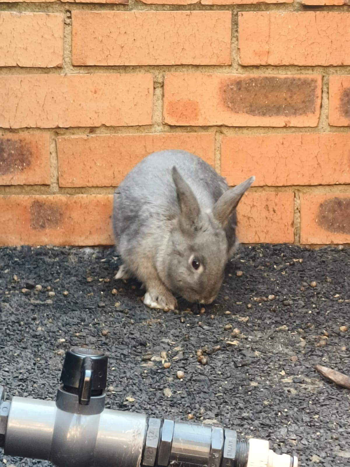Rabbits for Sale