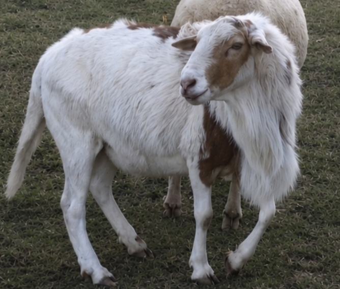Meatmaster-ram