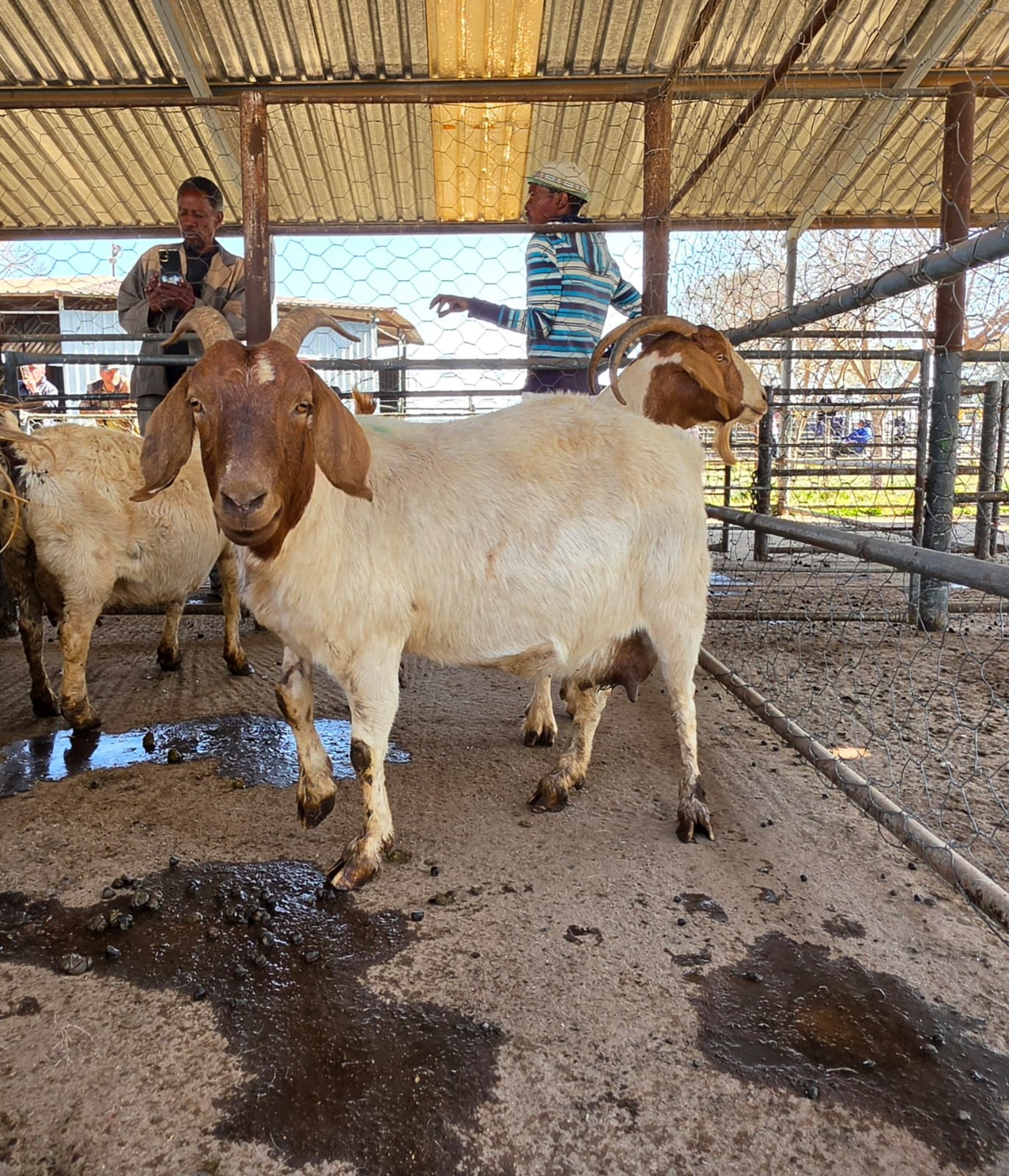 7 Pregnant Female Boer Goats
