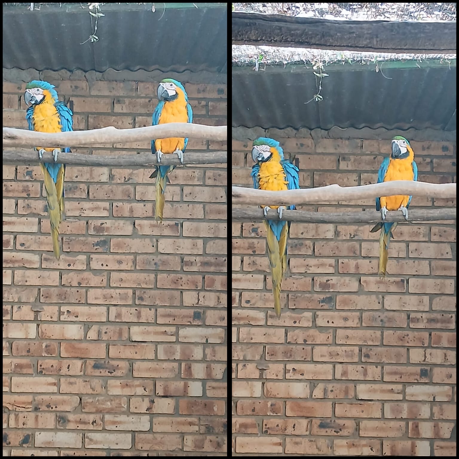 Young blue-and-yellow macaws for sale