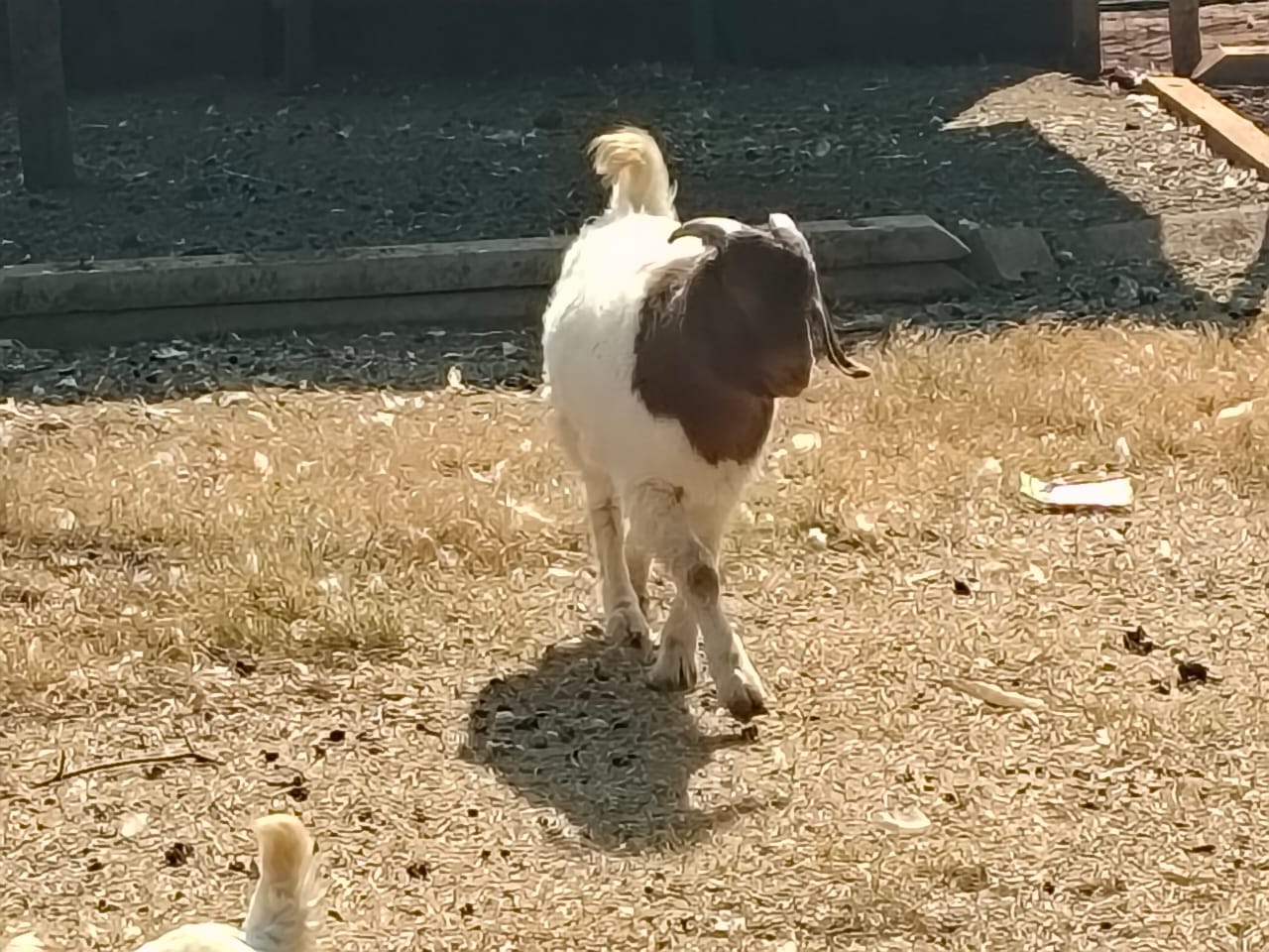 Boar Goat Ram Ready to Work