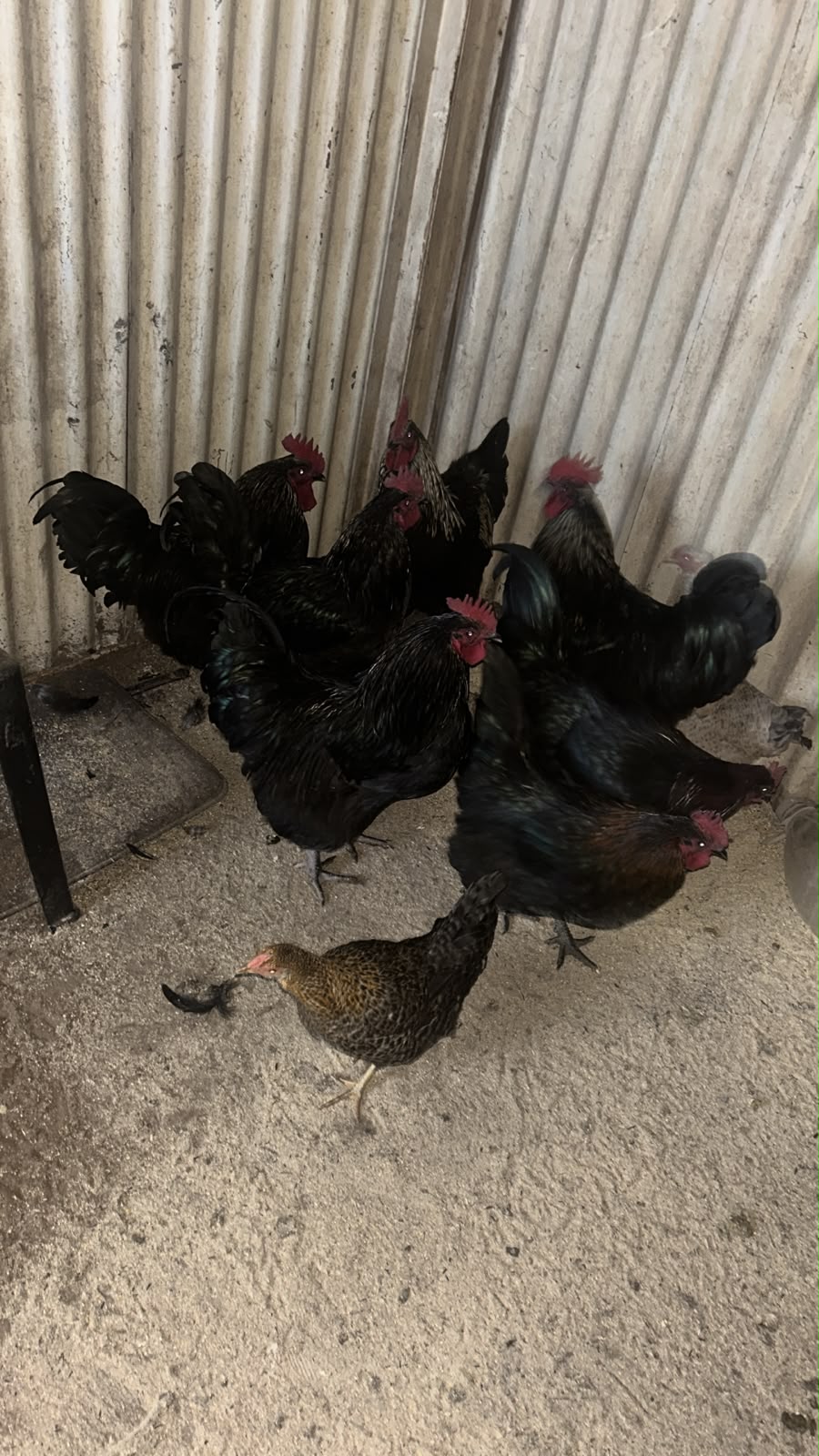 chickens