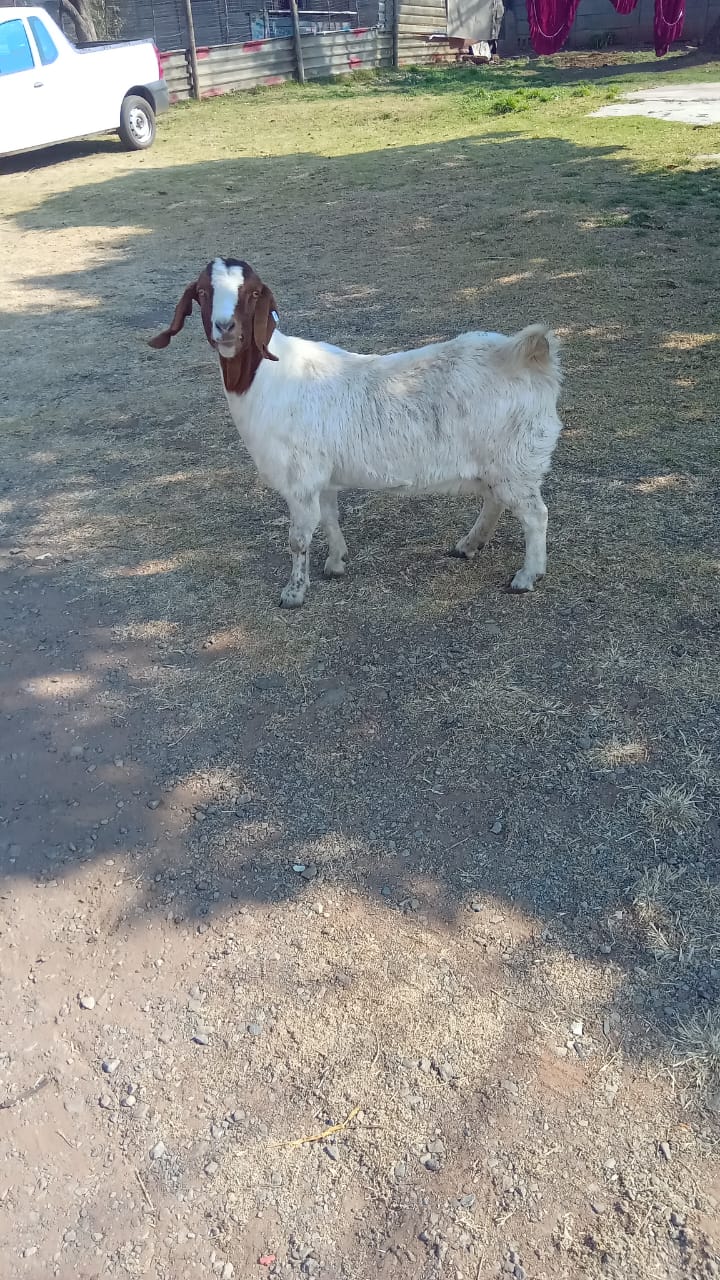 Boergoat ewe