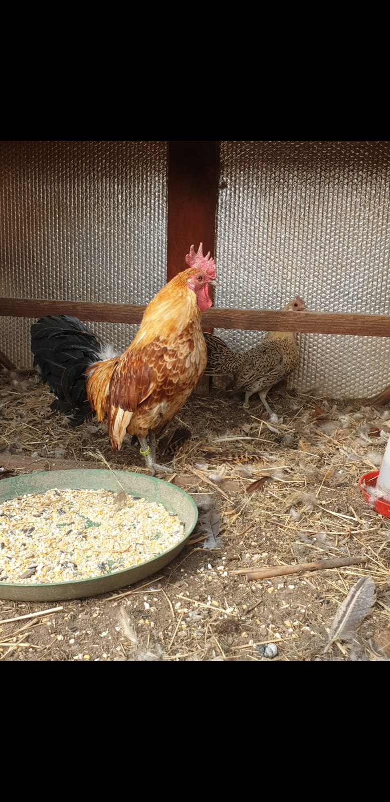 Friesian Bantam Adult Pair