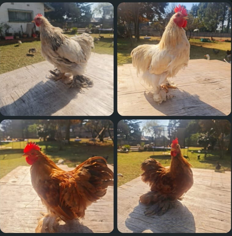 Bantam Roosters for Sale