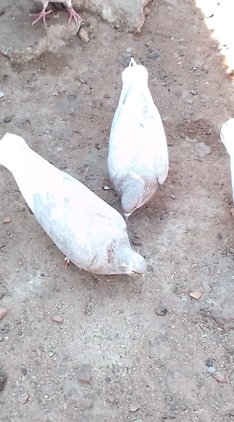 Roller pair