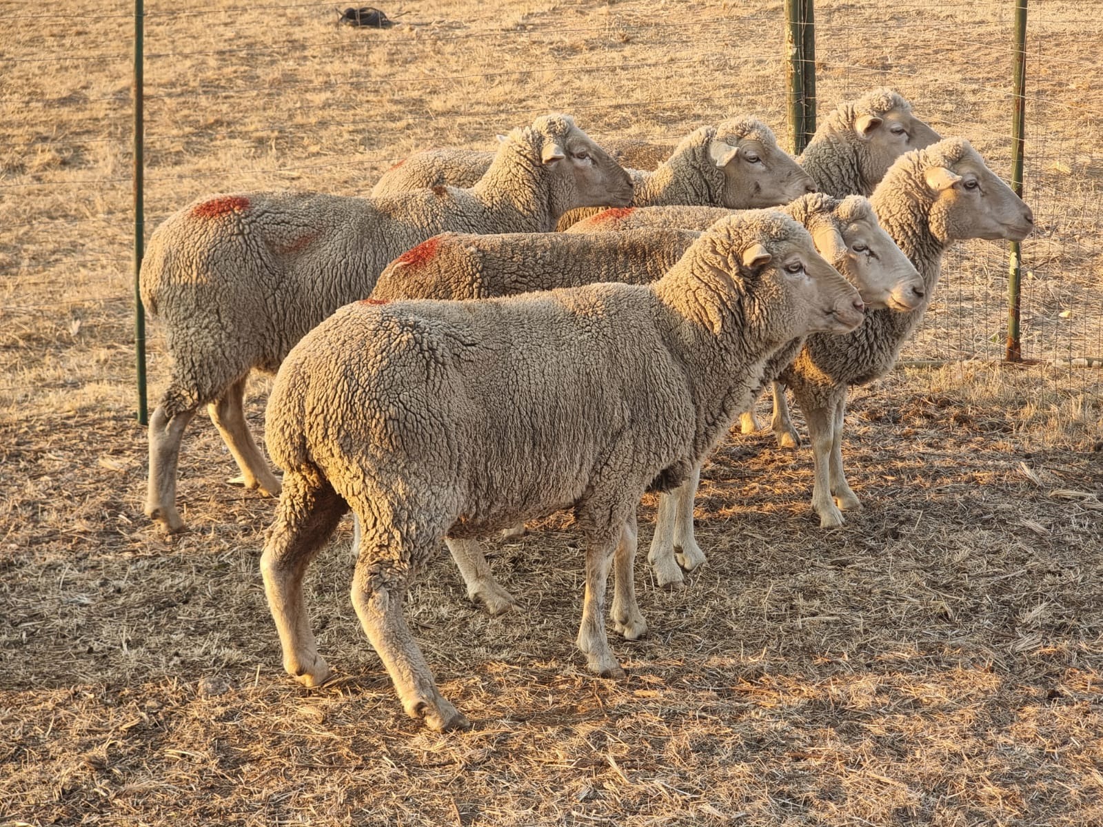 Merinos ewes for sale