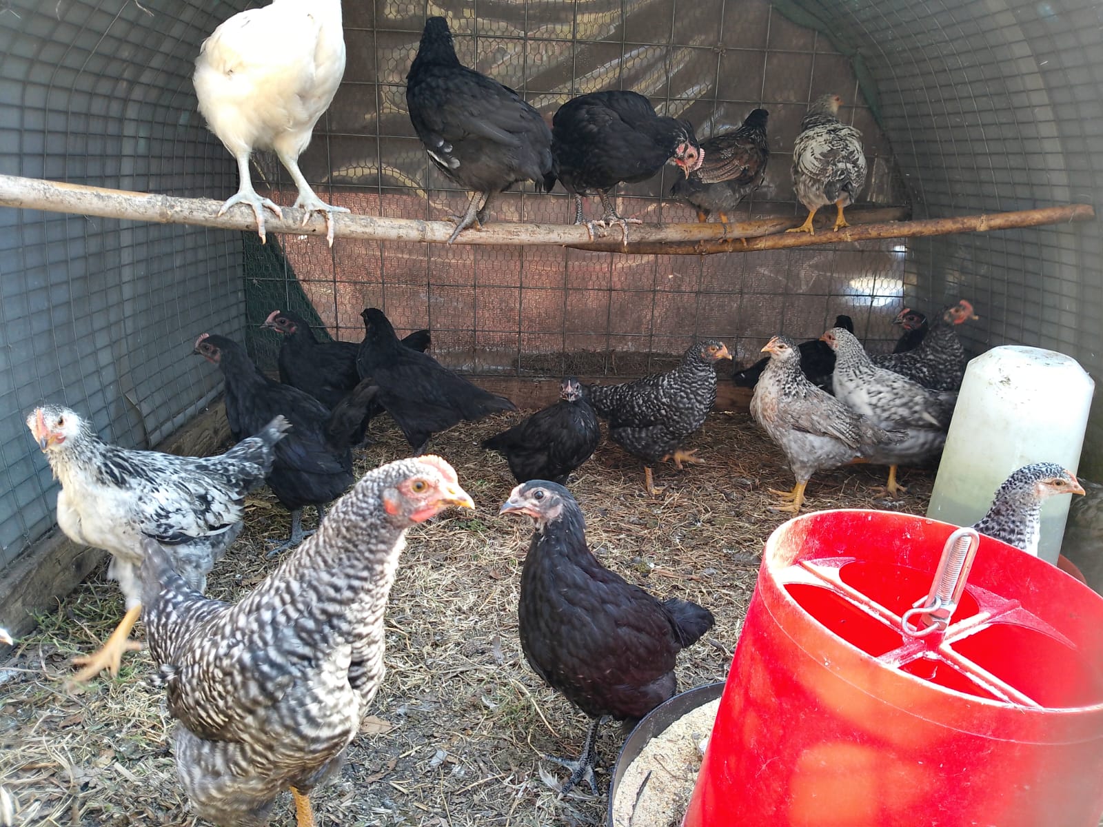 11 Koekoek Chicks for Sale in Pochefstroom
