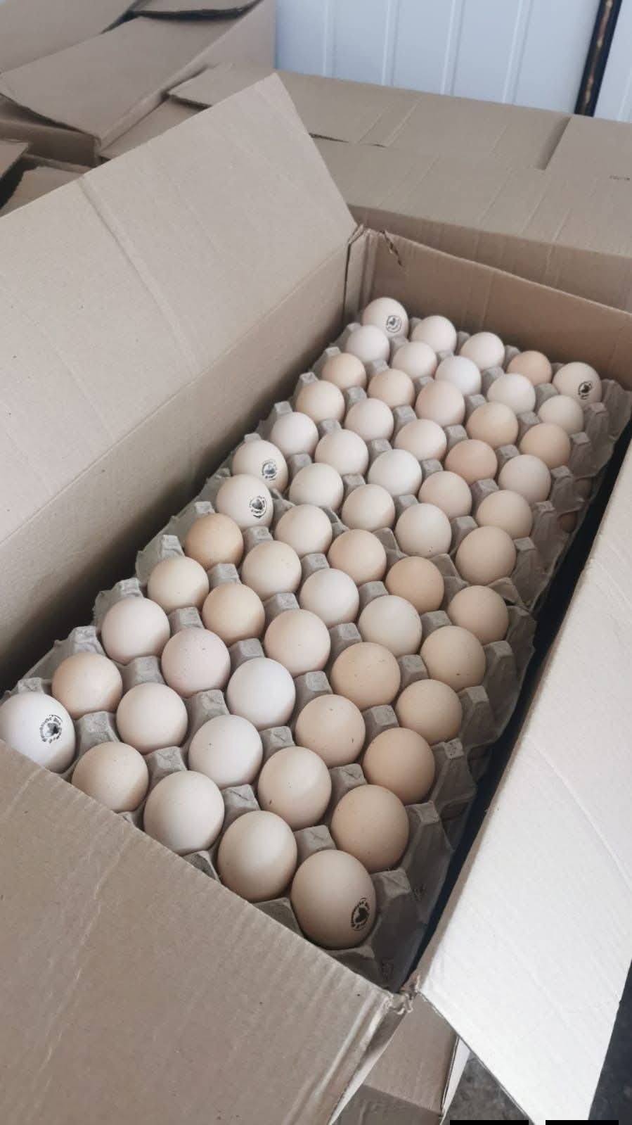 Ross308 Fertile Eggs
