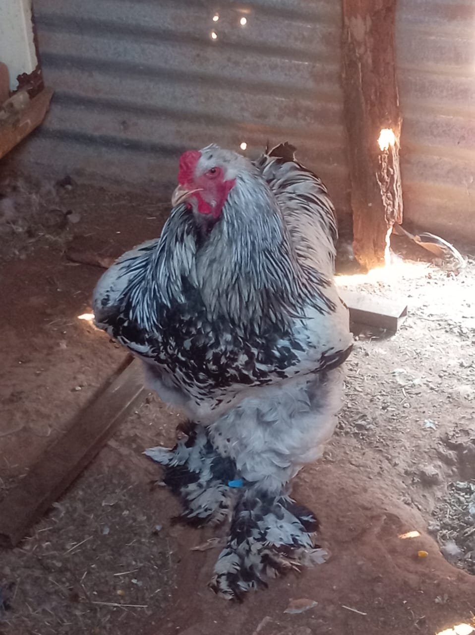 Brahma Rooster
