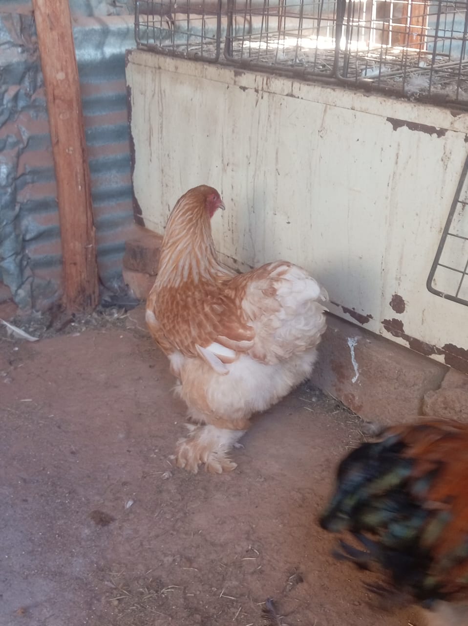 Brahma Hen