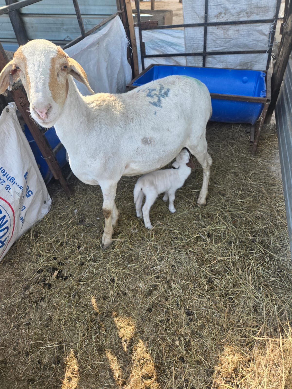 Ewes with baby