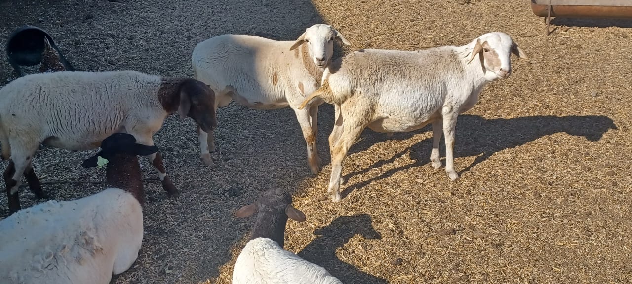4 x Ram Lambs