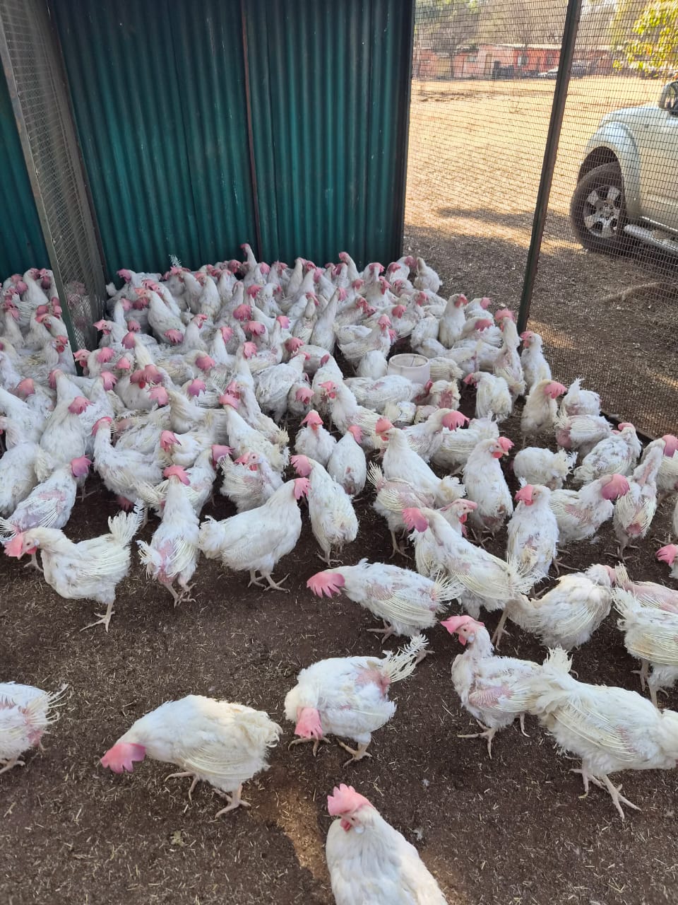 600 White Chickens for Sale