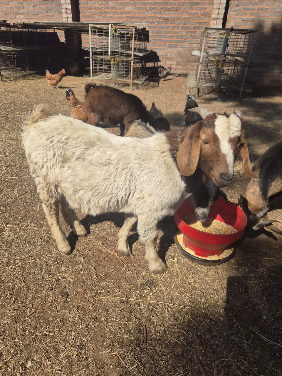 Boergoat ram