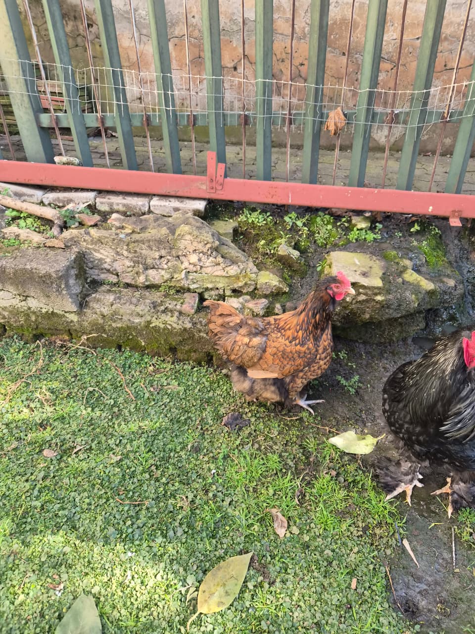 Golden Lace Orpington Hen