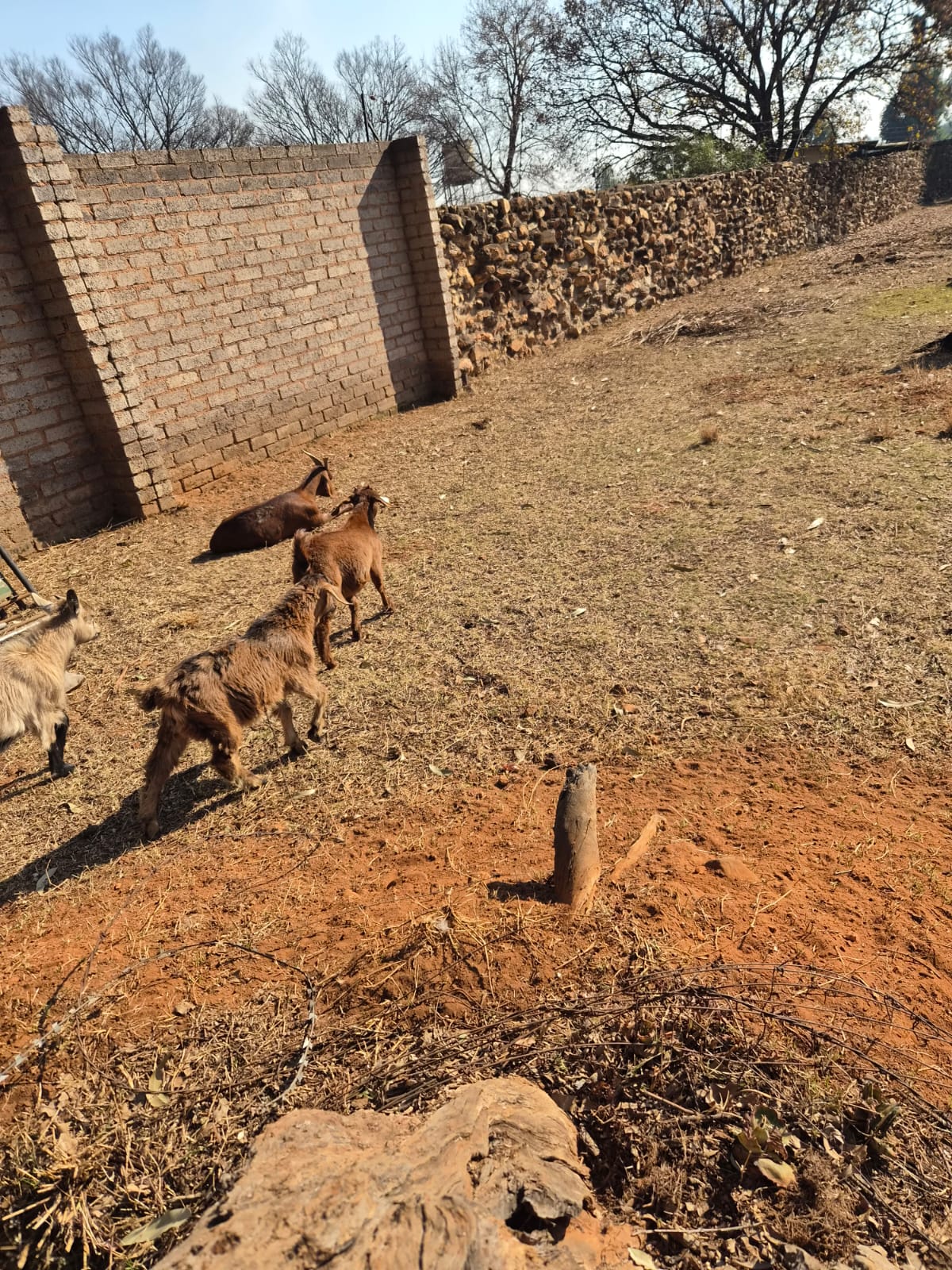 2 small goats for sale