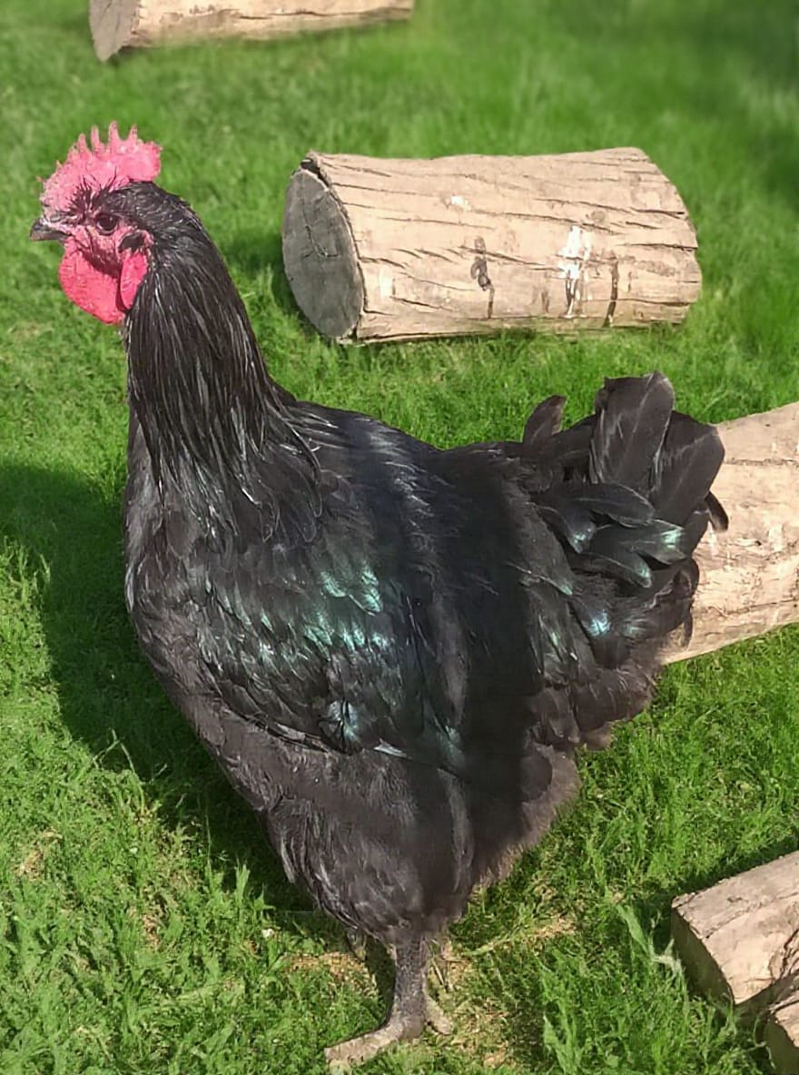 AUSTRALORP ROOSTERS