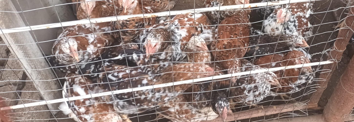BOSCHVELDER ROOSTERS