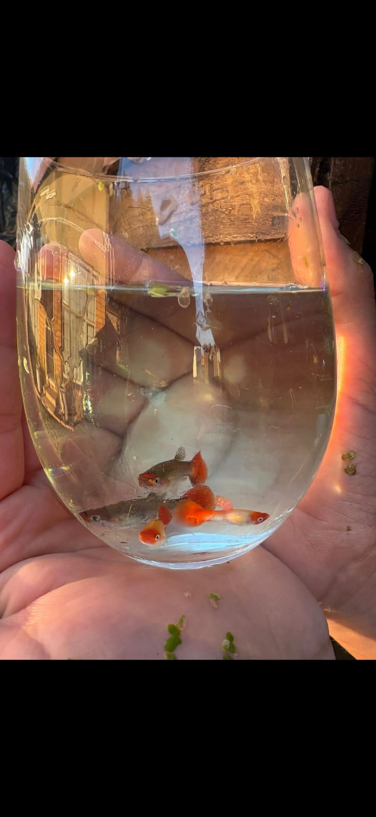 Guppies for sale