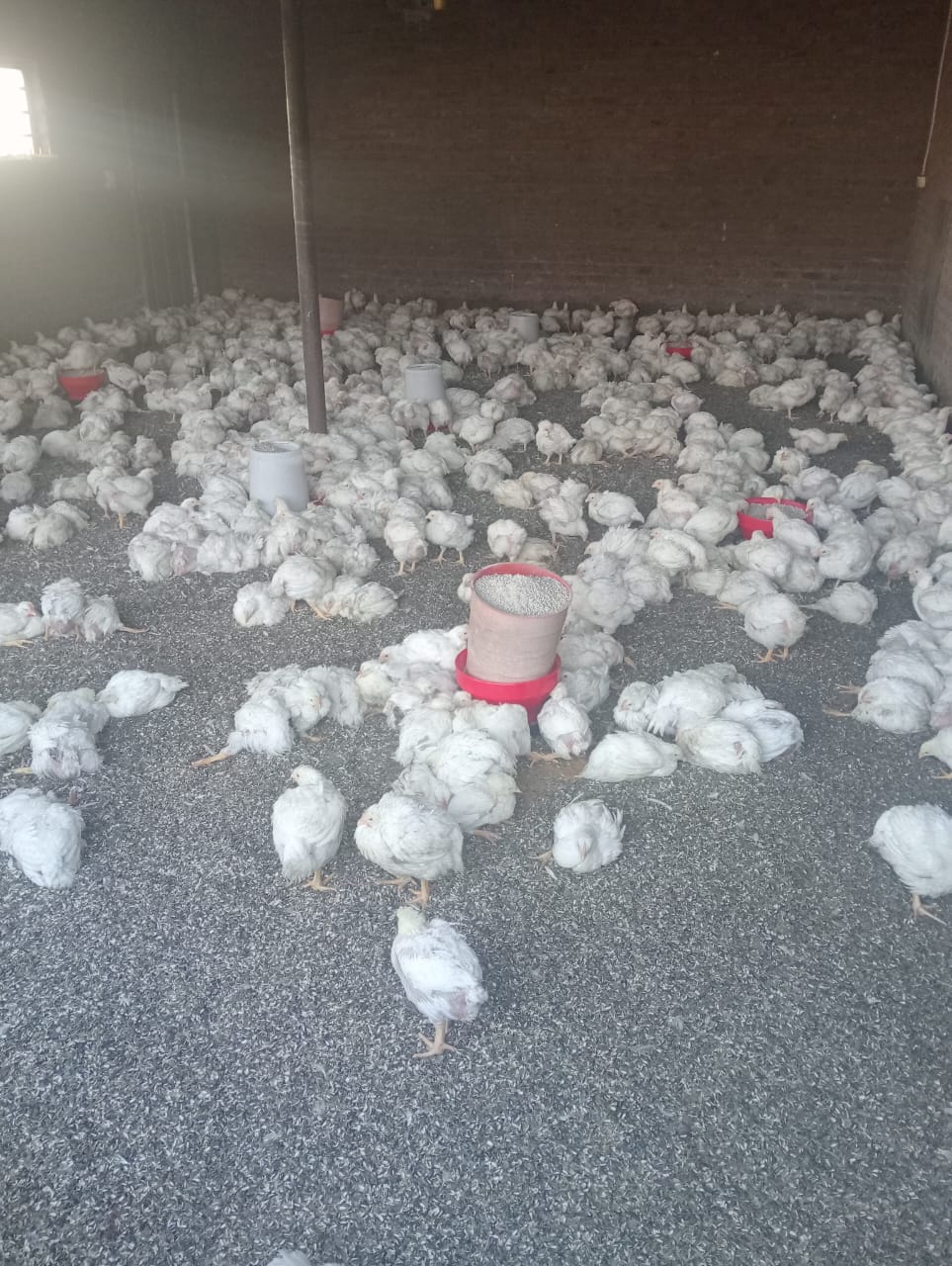 Ross 308 Broilers for Auction