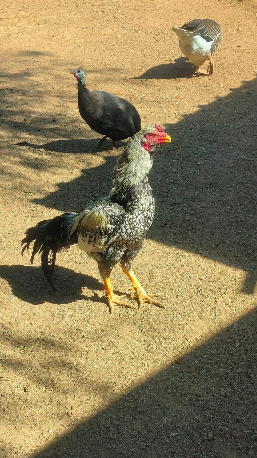 Large gamer rooster