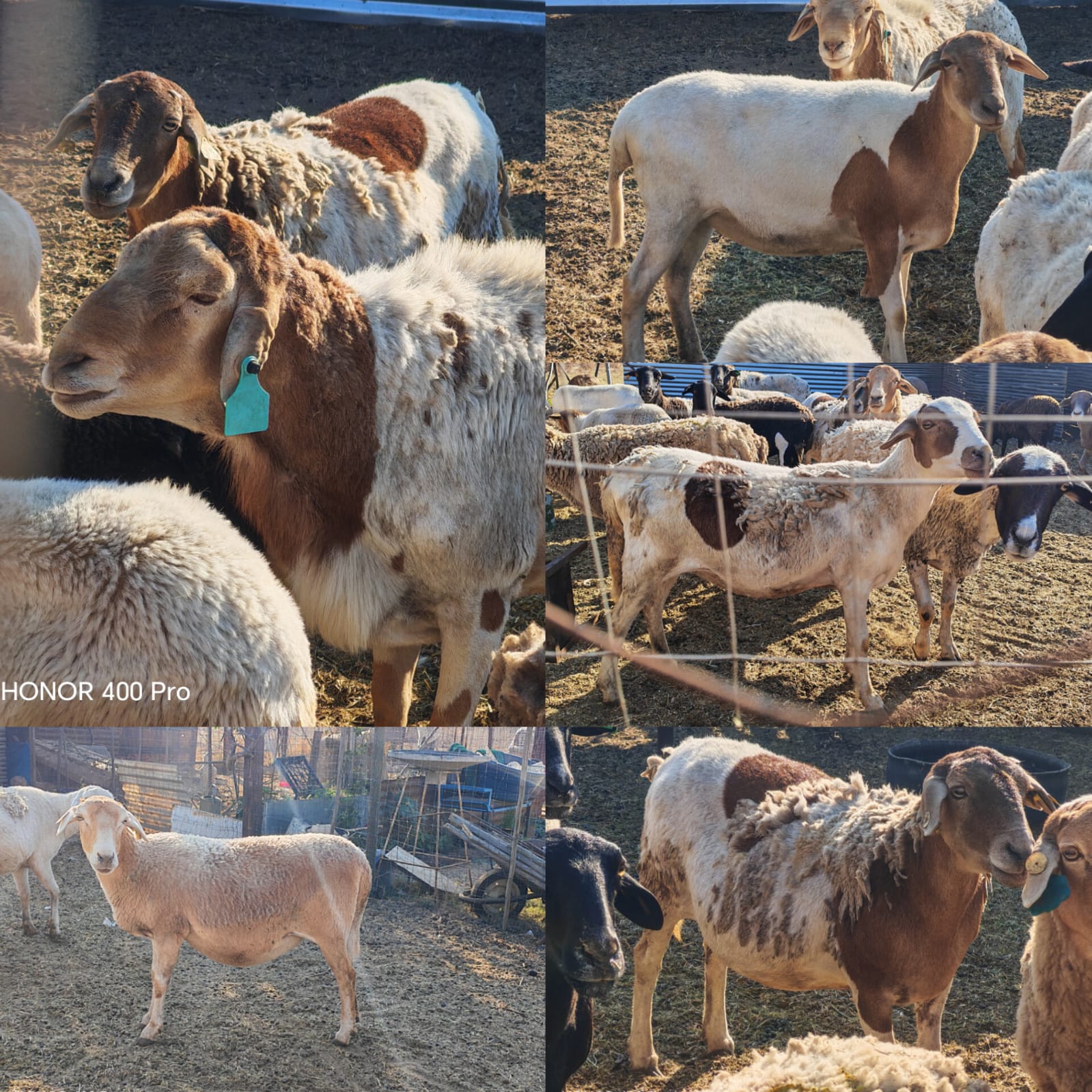meatmaster sheep x 5
