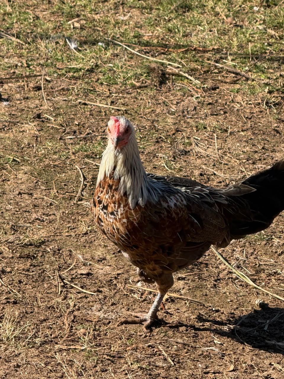 Phoenix 8 roosters & 2 hens